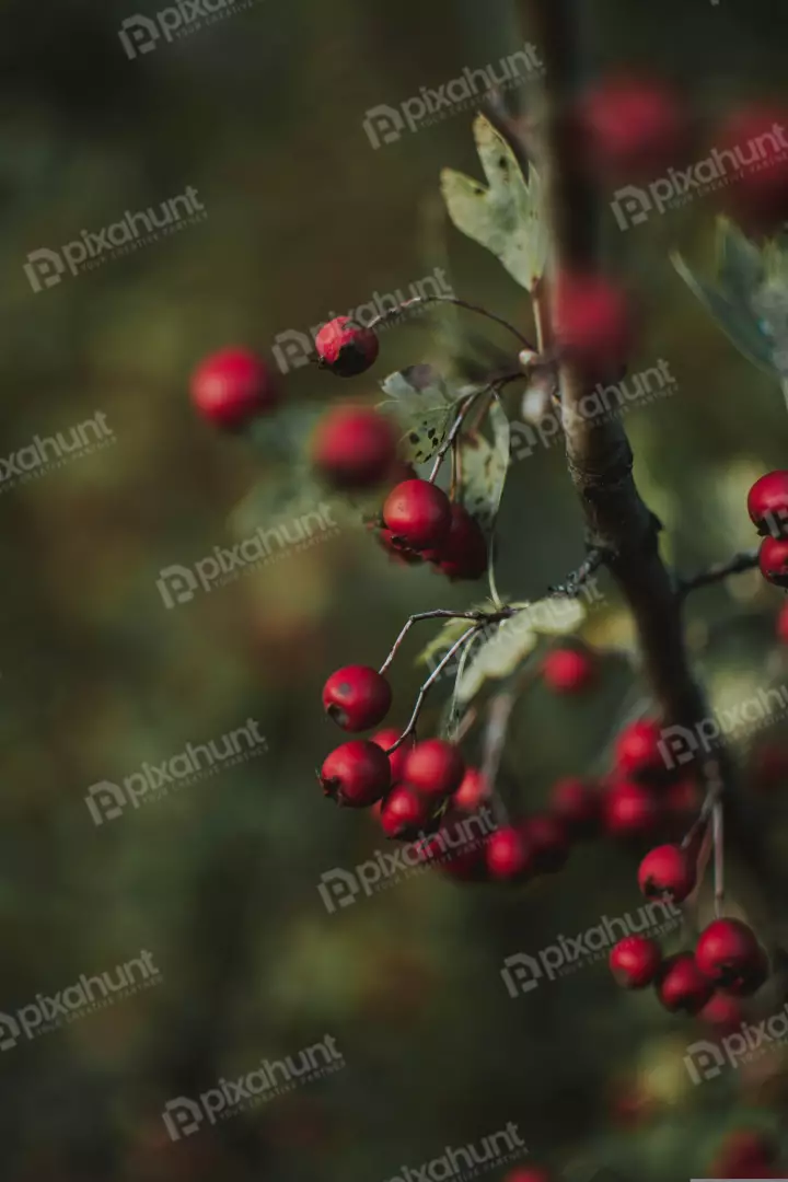 Free Premium Stock Photos a close-up of a cluster of red berries on a branch