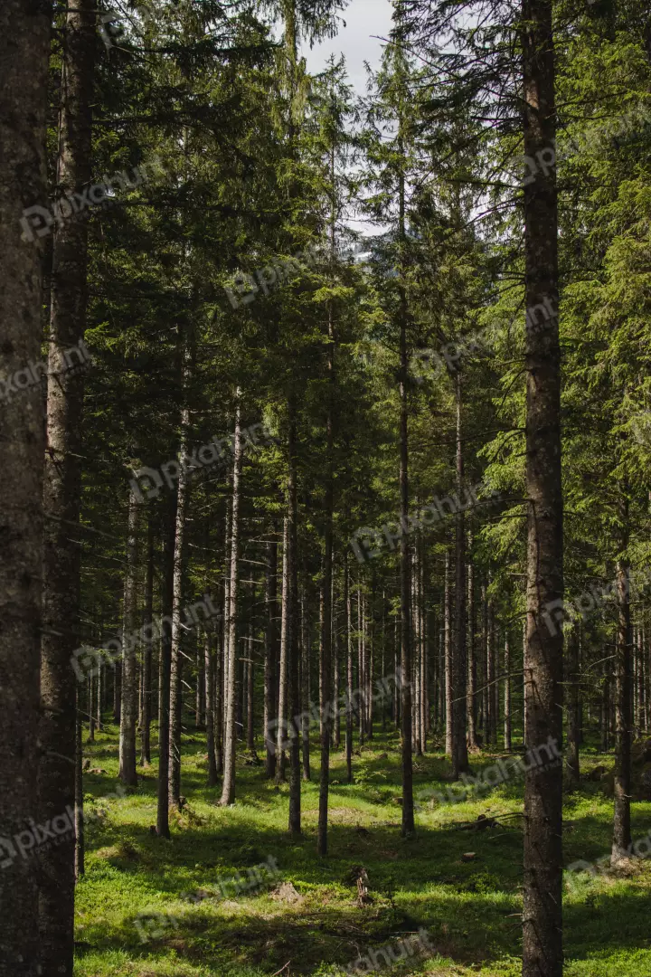 Free Premium Stock Photos A ground-level perspective, looking up at the tall trees in a forest