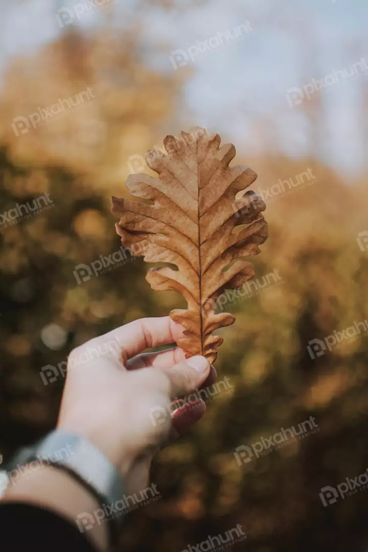 Free Premium Stock Photos a close-up of a hand holding a brown oak leaf