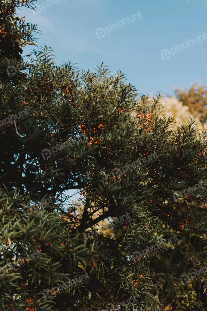 Free Premium Stock Photos A low angle, looking up at a tree