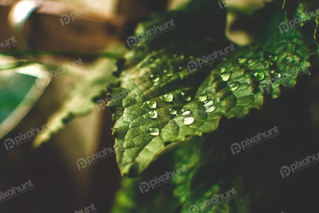 Free Premium Stock Photos A close-up of a leaf with water droplets on it