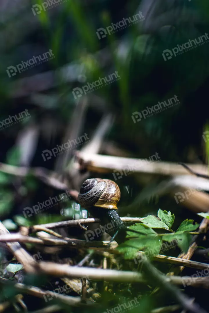 Free Premium Stock Photos The snail is not moving, and it seems to be enjoying the sun