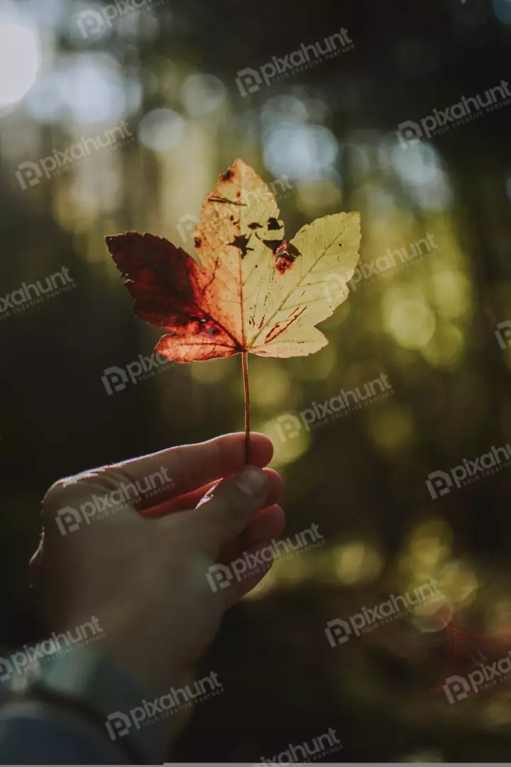 Free Premium Stock Photos A close-up of a hand holding a fallen maple leaf