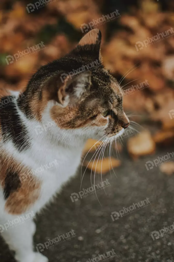 Free Premium Stock Photos cat Looking somthing