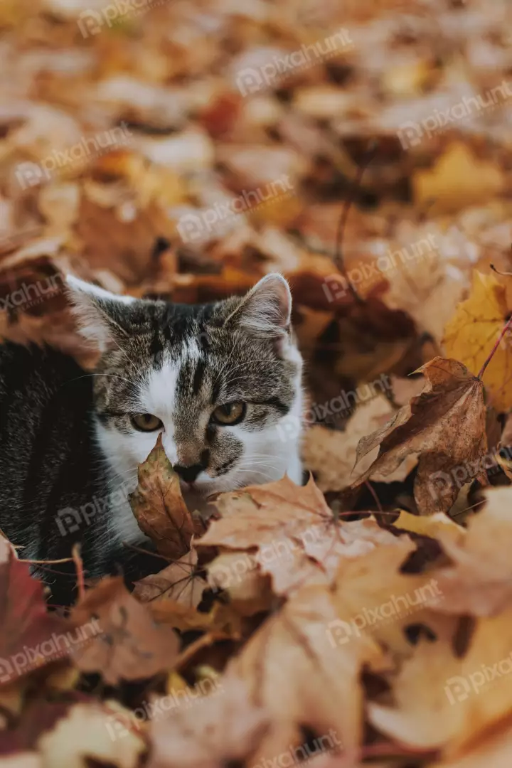 Free Premium Stock Photos Cat is surrounded by fallen leaves