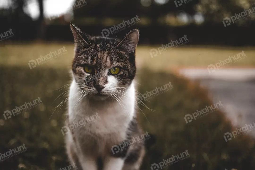 Free Premium Stock Photos Cat is sitting on the grass, facing the camera