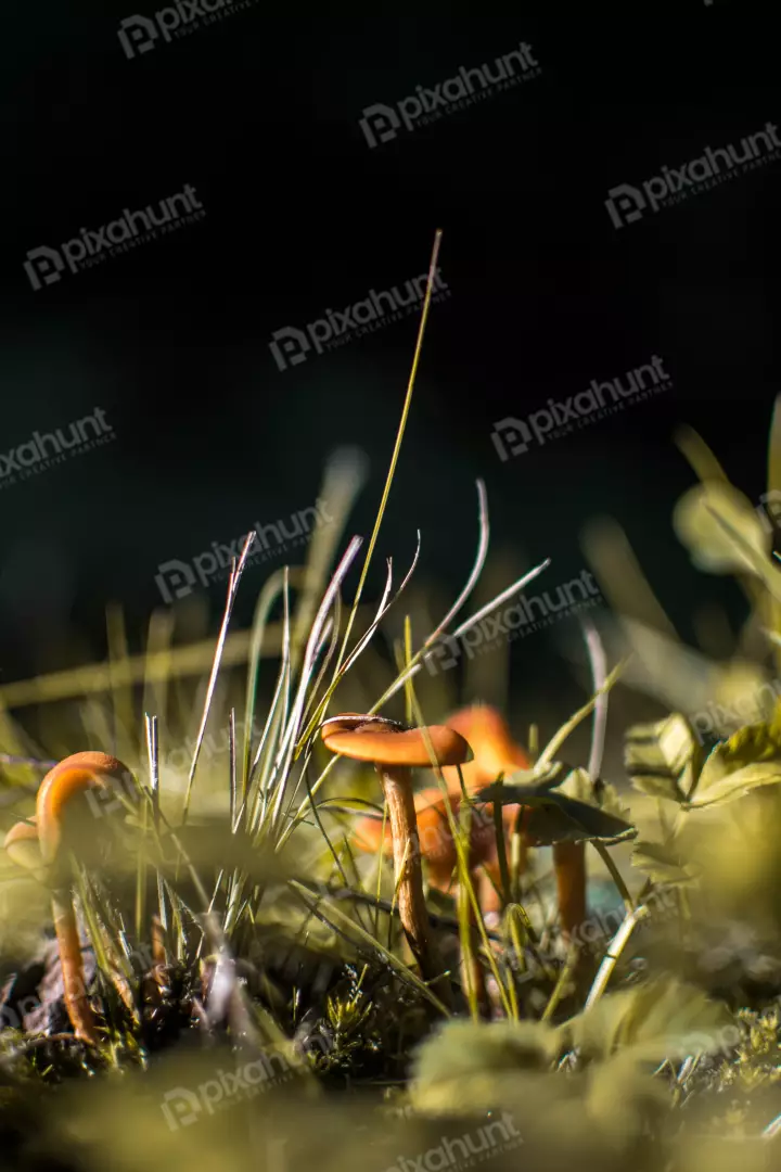 Free Premium Stock Photos mushrooms are backlit by the sun, which creates a warm, glowing effect