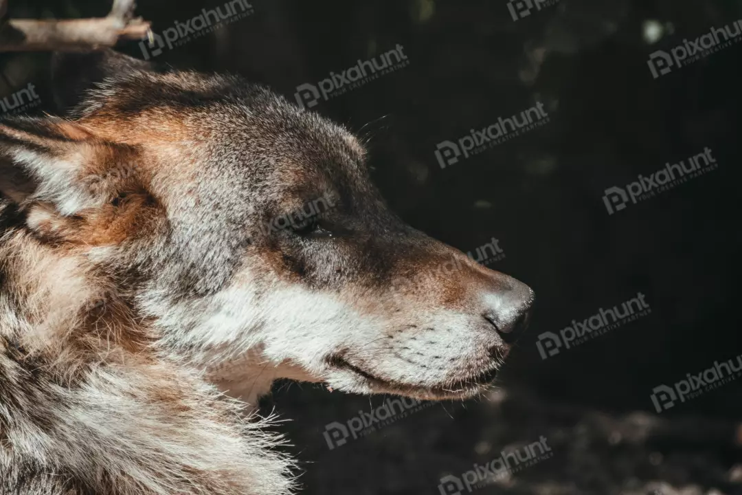 Free Premium Stock Photos The wolf is standing in a dark forest, its eyes are glowing in the darkness