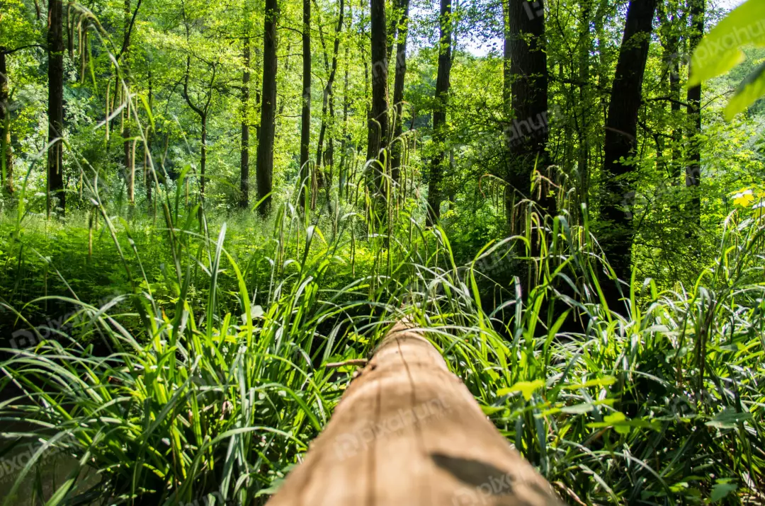 Free Premium Stock Photos A low angle looking up at a tree trunk that is lying on the ground