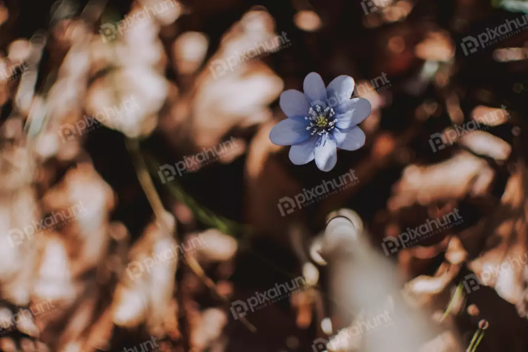 Free Premium Stock Photos The flower is in focus and it is in the center of the photo