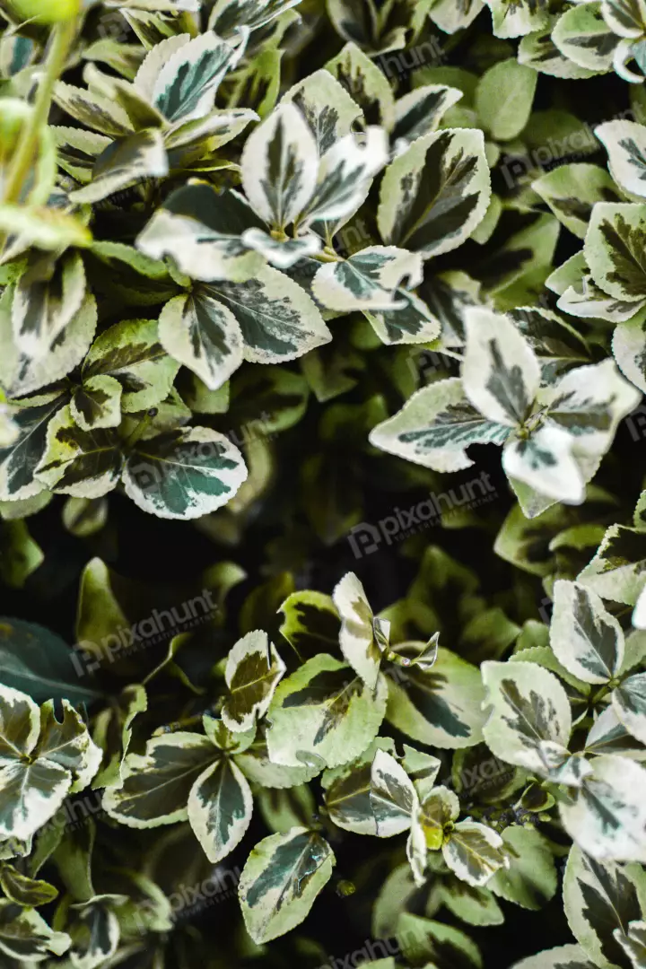 Free Premium Stock Photos a top-down perspective, looking down at a cluster of leaves