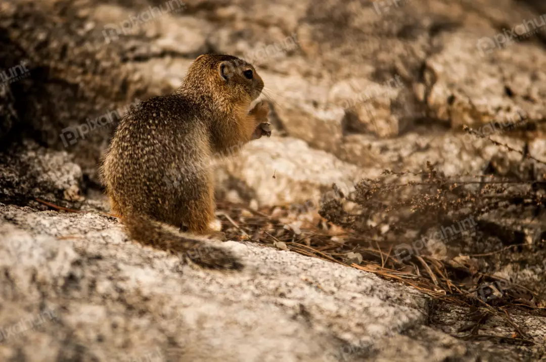 Free Premium Stock Photos The squirrel is sitting on a rock, facing away from the camera