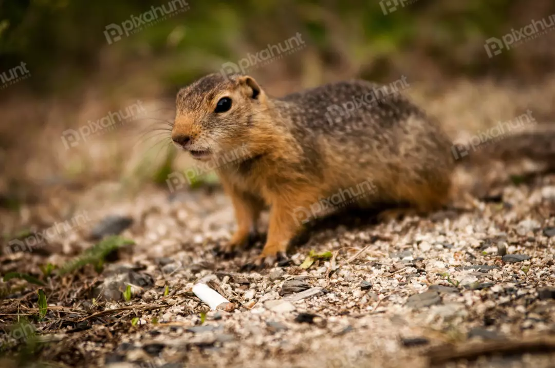 Free Premium Stock Photos The squirrel is standing on the ground, facing the camera