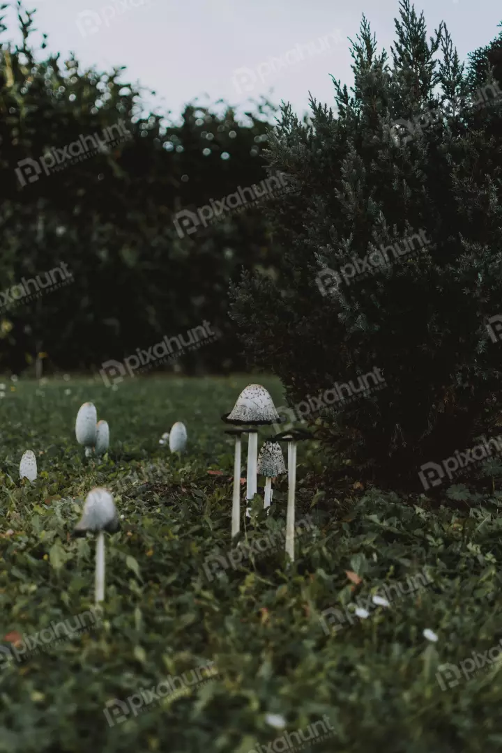 Free Premium Stock Photos looking up at a group of mushrooms in a forest