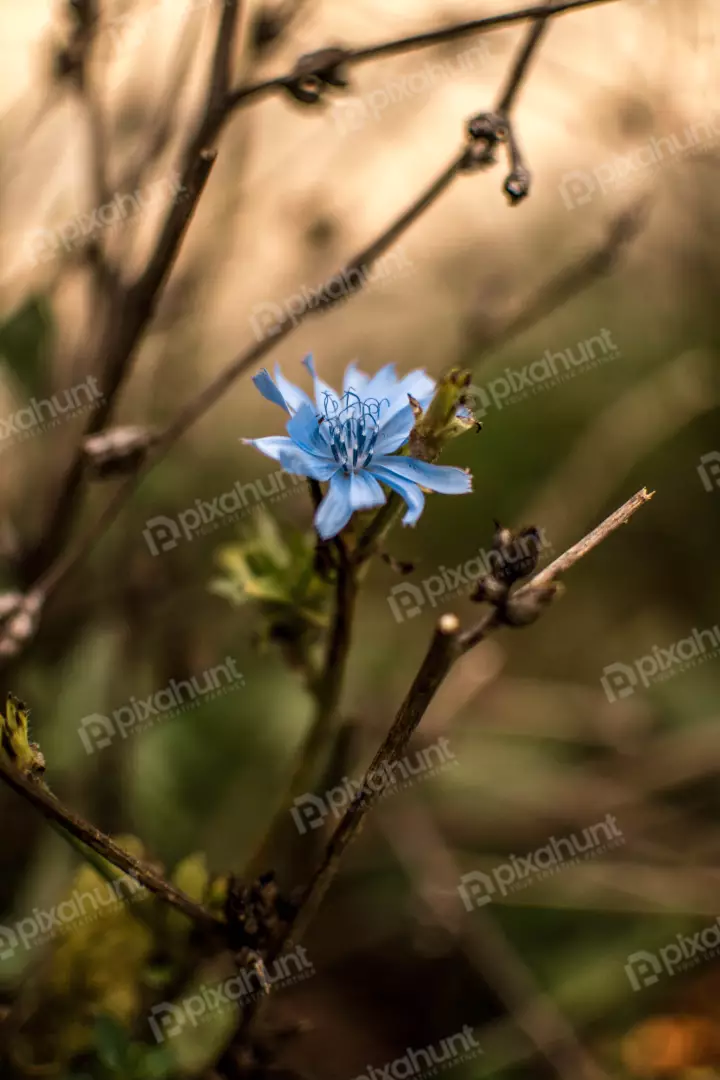 Free Premium Stock Photos a flower in the center of the frame