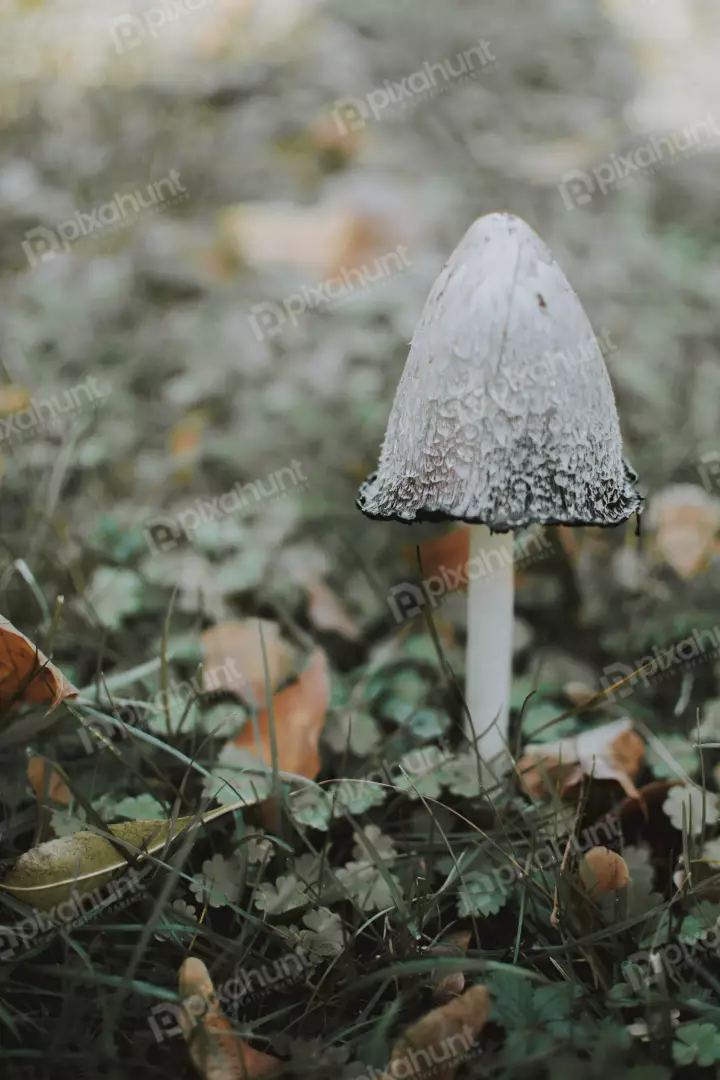 Free Premium Stock Photos The mushroom is in focus and the background is blurred