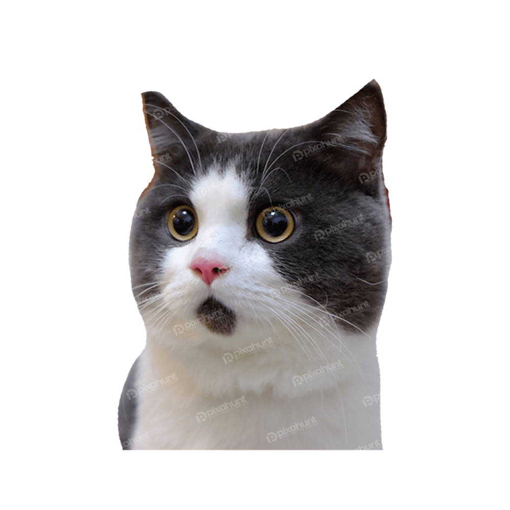 Free Premium PNG Banye Surprised Cat