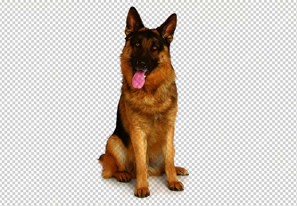 Free Premium PNG Isolated cute shepherd dog posing | German shepherd, 3 years old, in frontGerman shepherd, 3 years old, in front