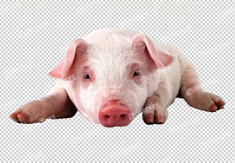 Free Premium PNG Pig Sleeping | cute pig sleeps