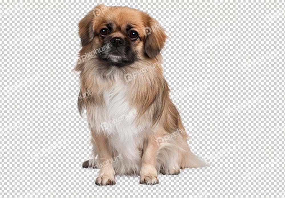 Free Premium PNG cute pug dog isolated on a white wall | closeup shot of a curious pug on a gray wall