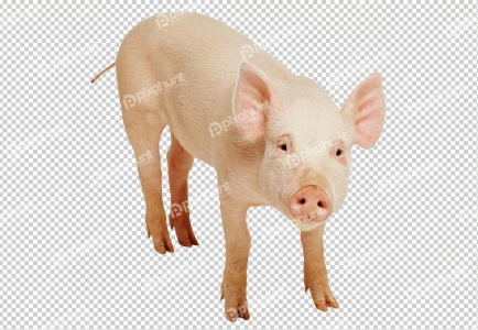 Funny pig | pig PNG image image with transparent background