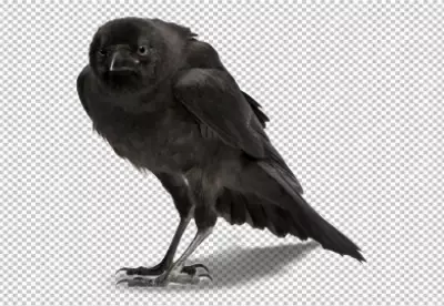 PNG