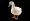 One white duck isolated on transparent background