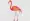 Flamingo is plumage is a vibrant pink color, and its long, thin neck is curved downward