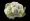 Cauliflower on transparent background