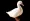 The white duck looks very beautiful | White domestic goose isolated