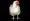 A white hen is standing on the farm | Standing facing forward