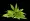 Cannabis leaf isolated on png