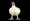 Close up on chicken PHOTO PNG