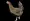 Running Chicken