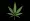 Cannabis png