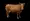 Cows standing on transparent background