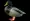 Duck from site View | Colourful mallard duck isolated