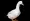 White duck on a Transparent background. studio