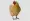 Close up on beautiful chicken PNG