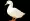 White domestic goose isolated | White Duck