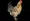 Brown hen isolated Rooster Chicken