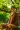 A young Buddhist monk in orange robes sitting in a meditative pose on a wooden bench in a lush green garden