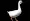 white adult Goose