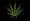 Cannabis leaf on png