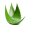 Aloe Vera transparent background