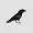 A pensive crow looking to the right on a transparent background