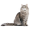 Beautiful Oregon rex grey cat isolated on transparent background