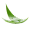 Aloe Vera png isolated transparent background