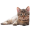 Cute brazilian shorthair breed cat isolated on transparent background