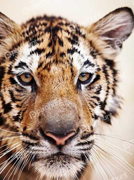 Free Download Premium Stock Photos | Tiger Very Close Short | Only Tiger Face